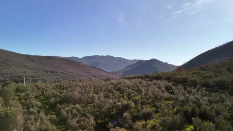 Breathtaking drone view of olive trees growing in a row on countryside Stock Footage 317104401
