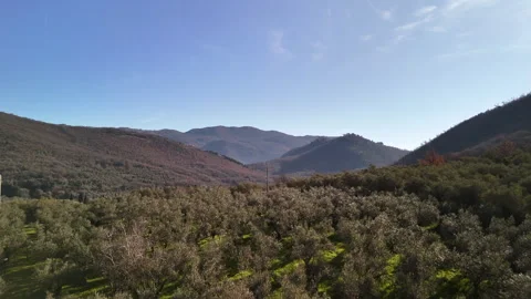 Breathtaking drone view of olive trees growing in a row on countryside Stock Footage 318824091