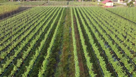 Breathtaking epic drone reveal view of cucumber farm in  Malaysia Stock Footage 270423538