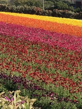 The breathtaking flower fields at Carlsbad Ranch in California s Stock Photos