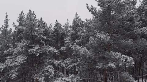 Breathtaking fly in calm snowfall over snowy fir, pine trees. Winter time Stock Footage 125353614