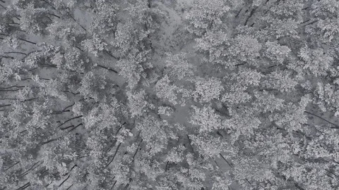 Breathtaking fly in calm snowfall over snowy fir, pine trees. Winter time Stock Footage 125353850
