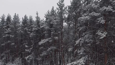 Breathtaking fly in calm snowfall over snowy fir, pine trees. Winter time Stock Footage 125353910