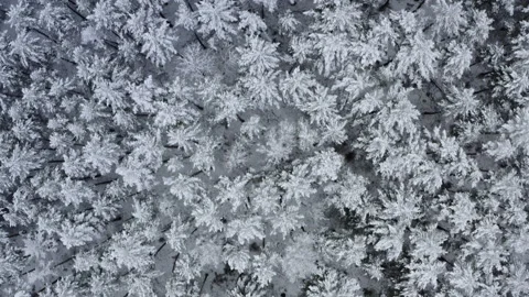 Breathtaking fly in calm snowfall over snowy fir, pine trees. Winter time Stock Footage 149178168