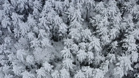 Breathtaking fly in calm snowfall over snowy fir, pine trees. Winter time Stock Footage 149178836
