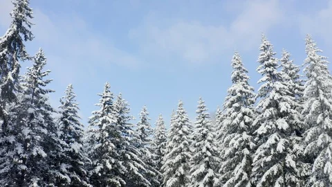 Breathtaking fly over frozen snowy fir and pine trees . Nature concept. Winter Stock Footage 126593473
