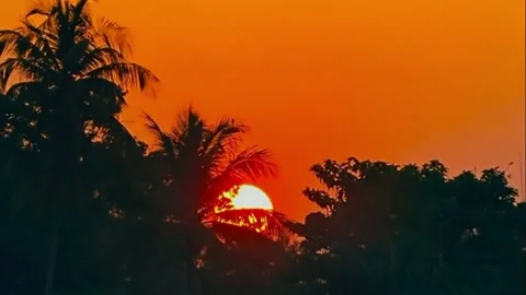 Breathtaking Golden Hour Sunset behind Tropical Palm Trees Stock Footage 333663359