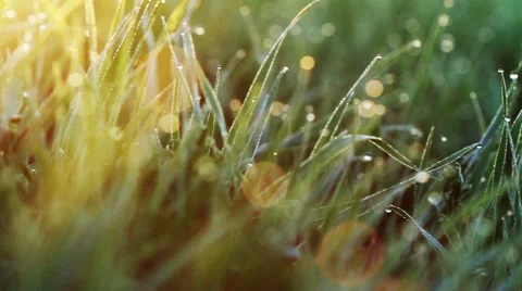 Breathtaking landscape. Dew drops lying on a young green grass at dawn. 库存影片 61851814