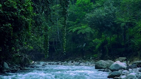 Breathtaking landscape of rainforest growing on high altitude. Sumatra Stock Footage 75006635