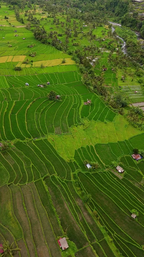 Breathtaking Lush Green Rice Fields Mount Agung Sunset Aerial Stock Footage 340580857