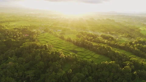 Breathtaking Mancingan Rice Fields and Palm Trees Aerial View 4K Видео 340154514
