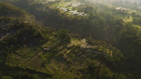 Breathtaking Mancingan Rice Fields and Palm Trees Aerial View 4K 動画素材 340157615