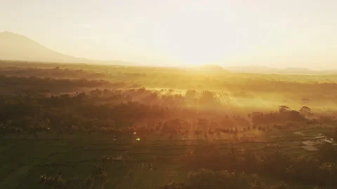 Breathtaking Mancingan Rice Fields and Palm Trees Aerial View 4K 動画素材 340280245