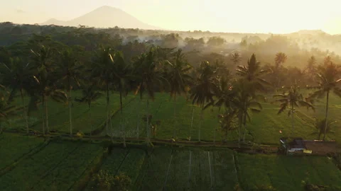 Breathtaking Mancingan Rice Fields and Palm Trees Aerial View 4K Vidéo 340281600