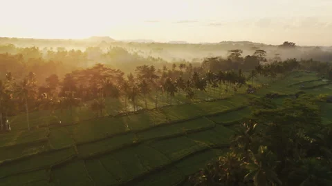 Breathtaking Mancingan Rice Fields and Palm Trees Aerial View 4K Stockbeeldmateriaal 340281649