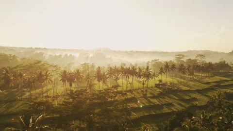 Breathtaking Mancingan Rice Fields and Palm Trees Aerial View 4K 動画素材 340281976