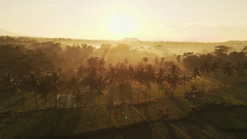 Breathtaking Mancingan Rice Fields and Palm Trees Aerial View 4K Stock Footage 340282187