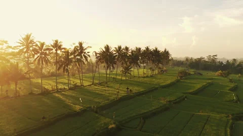 Breathtaking Mancingan Rice Fields and Palm Trees Aerial View 4K 스톡 동영상 340282401