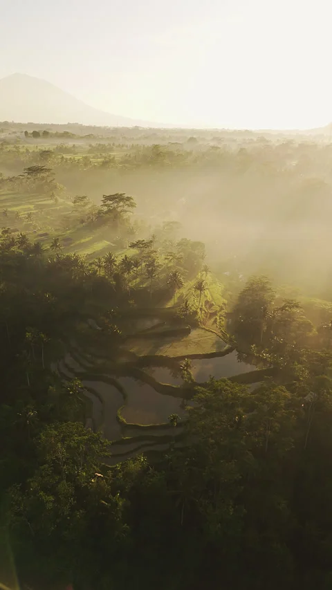 Breathtaking Mancingan Rice Fields and Palm Trees Aerial View 4K 스톡 동영상 340405851