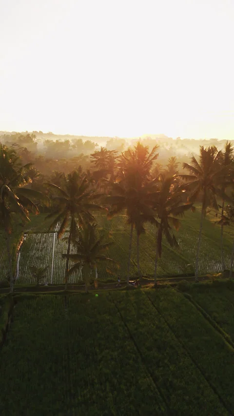 Breathtaking Mancingan Rice Fields and Palm Trees Aerial View 4K Видео 340418095