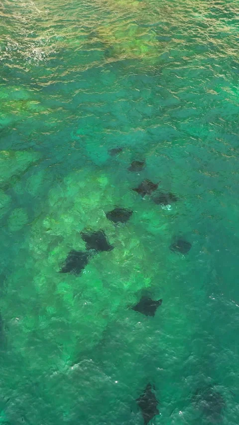 Breathtaking Manta Point Ocean Reef and Wildlife Aerial View 4K Видео 339083563