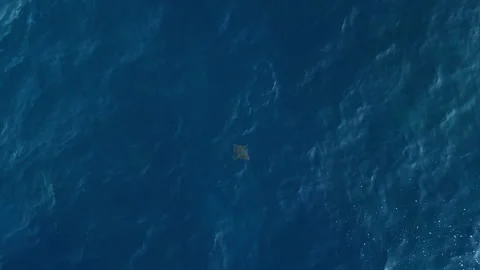 Breathtaking Manta Rays Swimming Clear Ocean Diamond Beach Aerial Видео 340480787