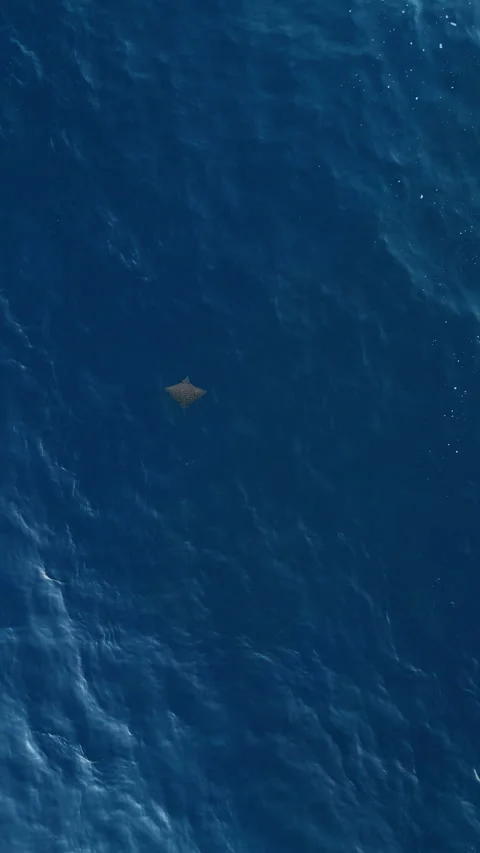 Breathtaking Manta Rays Swimming Clear Ocean Diamond Beach Aerial Vidéo 340579300