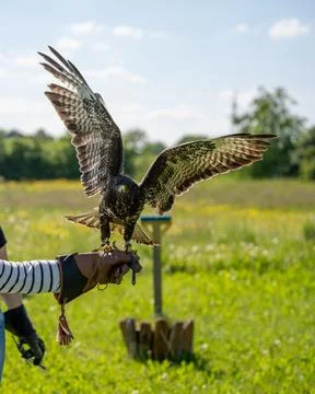 A breathtaking moment captured as a powerful Common Buzzard displays its full Stock Photos