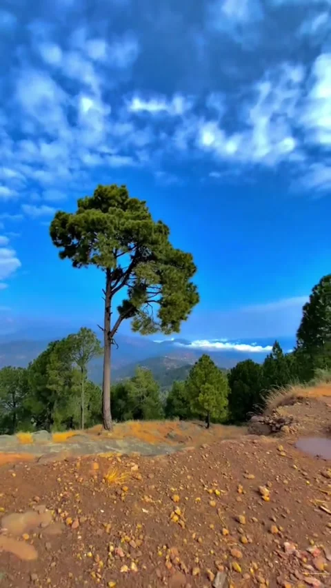 Breathtaking Mountain Landscape with Lone Pine Tree and Floating Clouds Vídeos de archivo 332165007