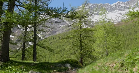 Breathtaking mountain path leads through lush green trees under clear blue skies Stock Footage 314078137