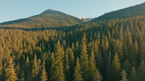 Breathtaking Mountain Scenery Surrounded by Lush Forest Stock Footage 319449133