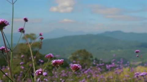 Breathtaking mountain view through a field of blooming wildflowers Stock Footage 251740987