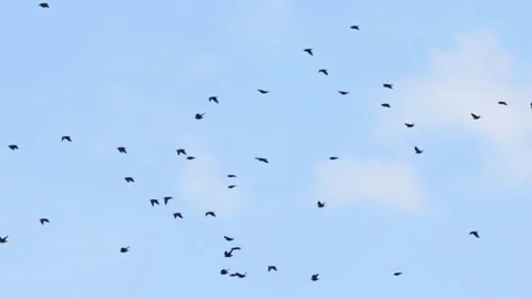 Breathtaking Murmuration of a Starling Flock in the Summer Sky Vídeo Stock 347450084