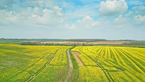 A breathtaking panoramic view of a yellow rapeseed crop in slow motion with.. Stock-Footage 239415899