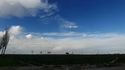 A breathtaking reveals leafless trees standing in a green, stock footage. Stock Footage 304783454