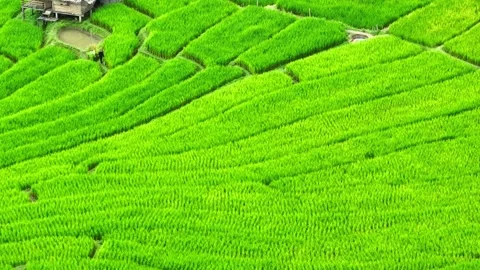 Breathtaking rice terraces. Video stock 250149034