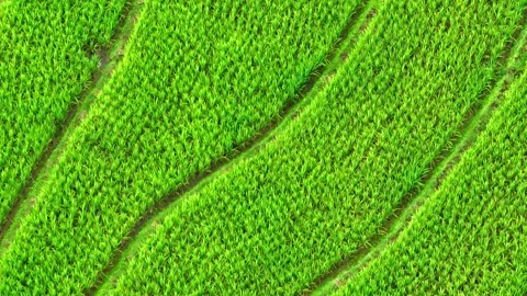 Breathtaking rice terraces. Stock Footage 250149329
