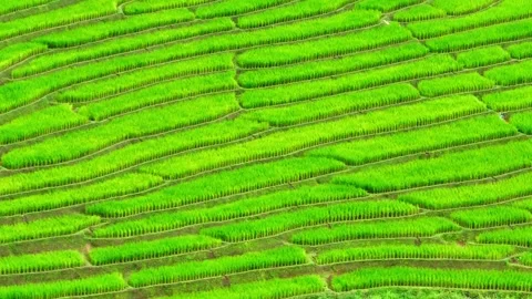 Breathtaking rice terraces. Stock Footage 250149385