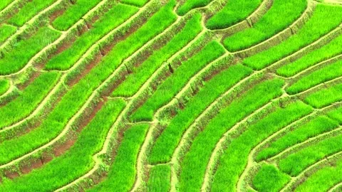 Breathtaking rice terraces. Stock Footage 250149495