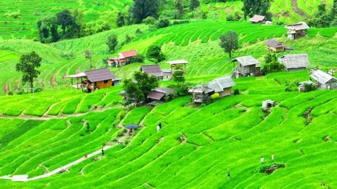 Breathtaking rice terraces. Stock Footage 250149617