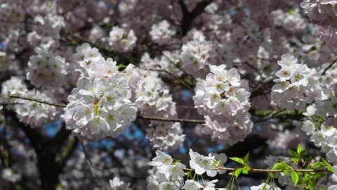 Breathtaking Sakura Blossoms in Full Bloom on Sunny Day Stock Footage 270185341