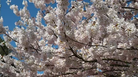 Breathtaking Sakura Blossoms in Full Bloom against Blue Sky Stock Footage 270186343