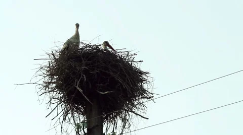 Breathtaking scenery. The stork's nest. Stock Footage 61786084