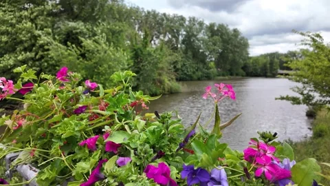 A breathtaking scenic river view showcasing colorful flowers that are in full Stock Footage 311454372
