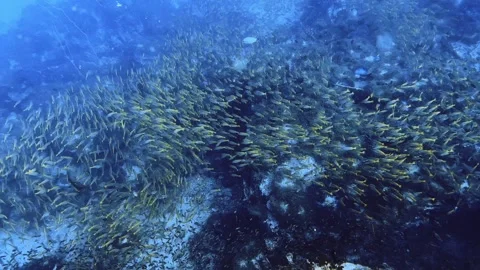 Breathtaking school of yellow fish while scuba diving Stock Footage 258654065