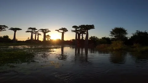 Breathtaking sight of Baobab trees in setting sun on the island of Madagascar Stock Footage 308808741