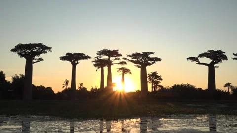 Breathtaking sight of towering baobab trees in the setting sun, Madagascar Stock Footage 313563434