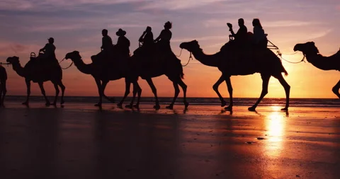 Breathtaking Silhouettes of Camels on Cable Beach in Broome, Australia Vídeo Stock 169236262