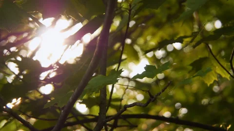 Breathtaking Slow-Motion Tree Bokeh in Springtime with Sunlight Shining Through Stock Footage 241875389