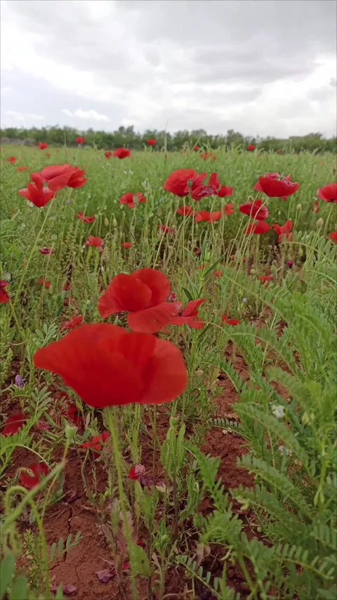 Breathtaking Spring Nature in Morocco: Wild Red Poppies Stock Footage 333207701